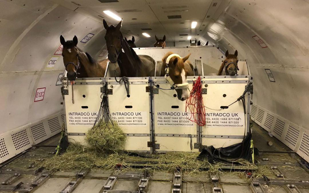 Transport van 53 paarden afkomstig uit Koeweit